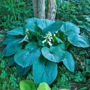 Blue Umbrelas