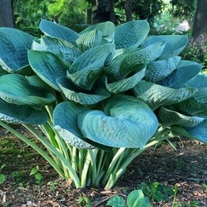 Gently Giant