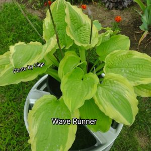 Wave Runner