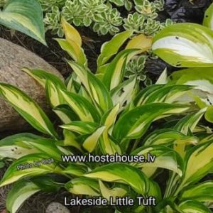Lakeside Little Tuft