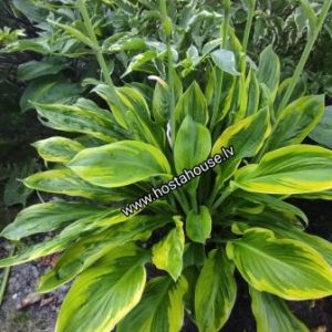 Foxfire Palm Sundae