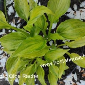Geisha Limey Streaks