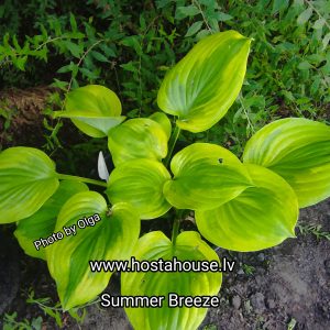 Summer Breeze