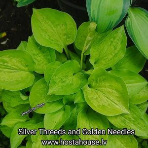 Silver Threads and Golden Needles