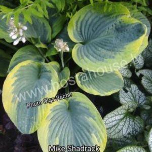 Mike Shadrack