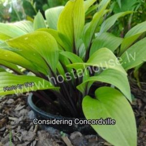 Considering Concordville