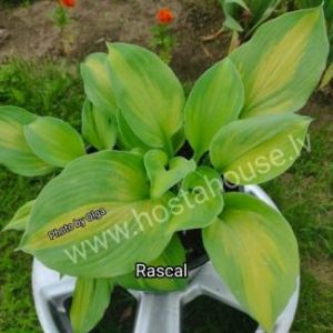Rascal