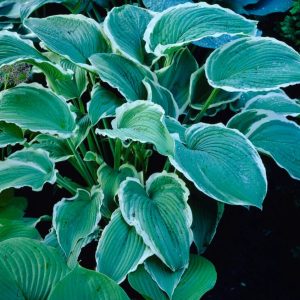 Frosted Jade