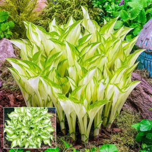 Kiwi Spearmint