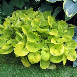 Maui Buttercups