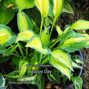 Happy Day