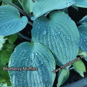 Blueberry Muffin