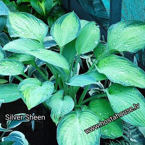 Silver Sheen