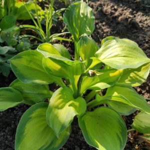 Wild Green Cream