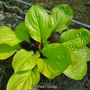 Lemon Snap