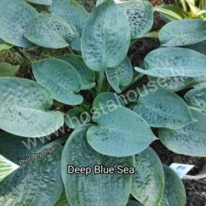 Deep Blue Sea