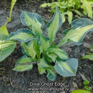 Dixie Ghost Edge