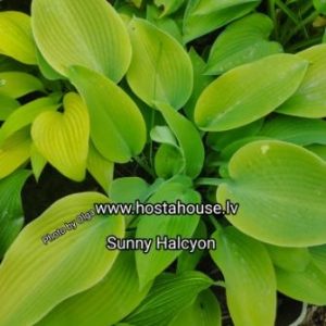 Sunny Halcyon