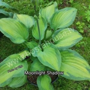 Moonlight Shadow