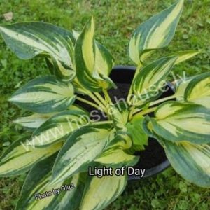 Light of Day