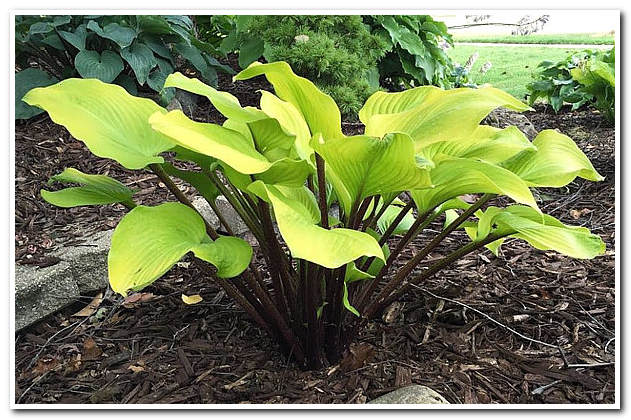 217_hosta_Hotshot