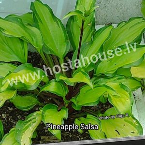Pineapple Salsa