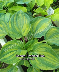 Coastal Tropical Fish