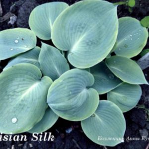 Parisian Silk