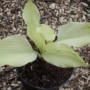 Spring Ghost